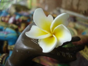 plumeria